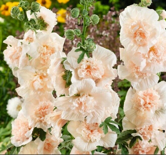 25 Double Champange Hollyhock Seeds Perennial Flower Seed Flowers Fresh ... - $9.78