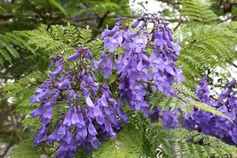 Seed Pack = 20 Jacaranda Tree Seeds - Container Deck Plant or Tropical-J... - $3.99