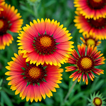 600+ INDIAN BLANKET FLOWER SEEDS | HEIRLOOM NON-GMO ? HUMMINGBIRD BEE MA... - $4.35