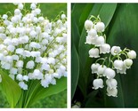 100 Seeds Lily of the Valley-Happiness is coming - $45.93