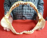 (sj470-106) 13-3/4&quot; Tiger SHARK jaw sharks t**th Galeocerdo taxidermy sc... - $1,122.56