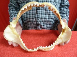 (sj470-106) 13-3/4&quot; Tiger SHARK jaw sharks t**th Galeocerdo taxidermy sc... - $1,122.56