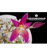 CALADENIA HARLEQUIN AUSTRALIAN TERRESTRIAL ORCHID TUBER - $53.00