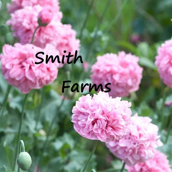 200+ Seeds Pale Pink Poppy Flowers Plants Garden Planting - $11.39