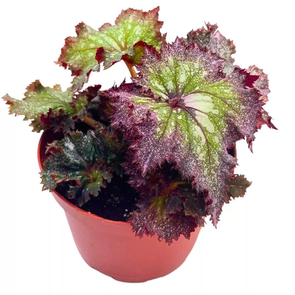 Pink Radiance Begonia Rex Curled Purple and Green with White Splash - £48.97 GBP