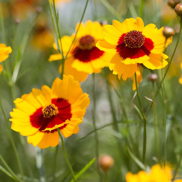 Plains Coreopsis Native Wildflower Drought Heat Pollinators 1001 Seeds - £7.77 GBP