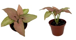 2.5&quot; Pot - Pink Perfection Arrowhead Plant - Syngonium - Nepthytis  - £24.45 GBP