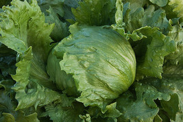 Iceberg heading lettuce 500 - 5,000 seeds bulk heirloom crisp non GMO healthy - £1.30 GBP+