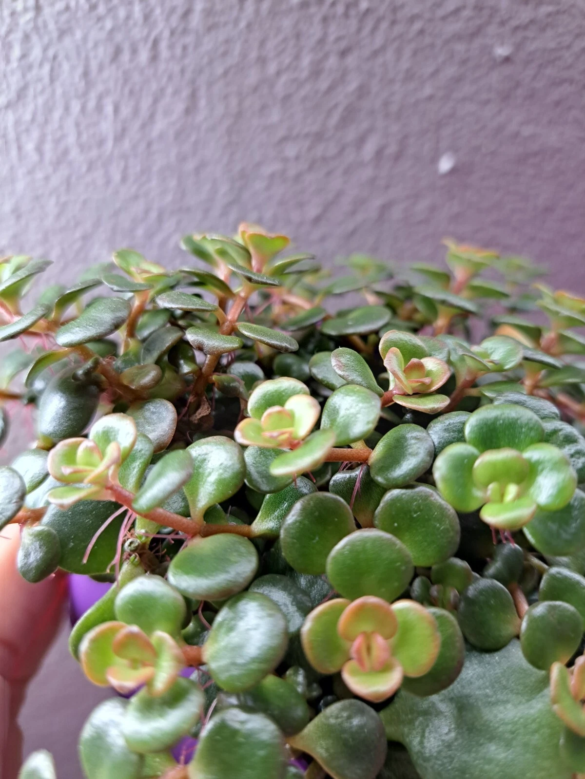 Cascade Stonecrop Live Plant - $23.61