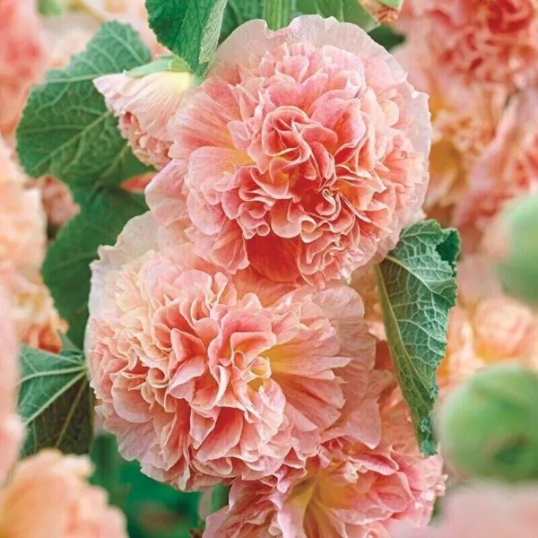 Fresh New Alcea Rosea Peaches Dreams Hollyhock 10 Seeds - £9.76 GBP