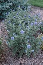 25 Fresh Seeds Globe Thistle Blue - £9.31 GBP