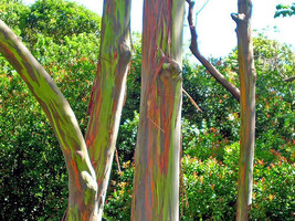 Eucalyptus Deglupta Rainbow Eucalyptus Tree Seeds Fresh Usa Seeds - $16.96