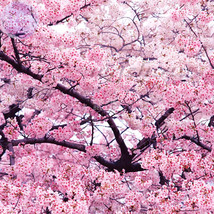 PWO Fresh Japanese Pink Cherry Blossom Sakura Tree, 20 Seeds, Oriental Sweet Pru - £1.32 GBP