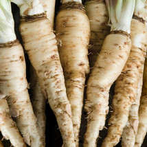 Mammoth Sandwich Island Salsify White Oyster Parsnip Vegetable Fresh Gardening U - £7.65 GBP