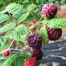 50 Purple Raspberry Seeds Rubus Neglectus US Seller Fast Shipping - $11.30