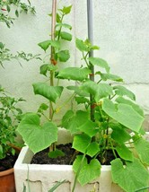 Fresh 36+ Spacemaster Bush Cucumber Seeds Patio Hanging Basket Spring Garden - £5.11 GBP
