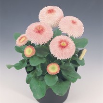 Bellis Seeds Bellis Tasso Strawberries N Cream 25 Seeds English Daisy Gardening  - $13.25