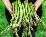 100 Seeds Asparagus Seeds Mary Washington Non Gmo Heirloom Organic Fresh... - £7.22 GBP