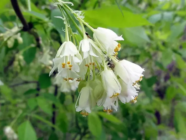 Top Seller 5 American Bladdernut Tree Staphylea Trifolia Shrub Green Pod... - £11.48 GBP