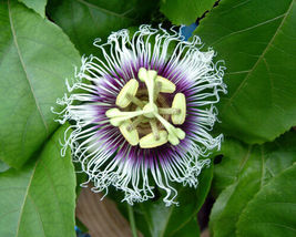 Live Starter Plant POSSUM PURPLE Passion Fruit Passiflora edulis Self Fertile - £28.29 GBP