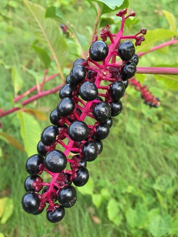 HSeeds 30+ Pokeberry Seeds / Phytolacca Americana, Organically Grown, Fr... - $2.63