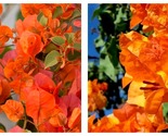 Bougainvillea BENGAL ORANGE Small Well Rooted Starter Plant - £40.84 GBP