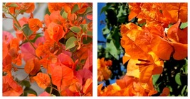Bougainvillea Bengal Orange Small Well Rooted Starter Plant - £41.41 GBP