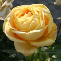 Double Yellow Rose Flower Seeds 50 Seeds / Pack, Strong Fragrant Rose - $30.00