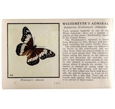 Weidemeyers Admiral Butterfly 1934 Butterflies Of America Insect Art PCB... - $19.99