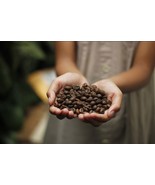 LKS Salvadorian Santa Ana Finca La Esperanza Coffee Bean Tree Seeds 25 H... - €11,41 EUR