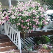 Pink Chiffon Rose Of Sharon 20 Seeds Fresh Seeds - £6.76 GBP