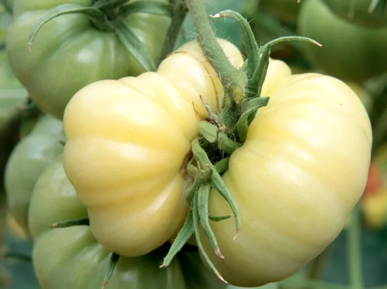 White Wonder Tomato Seeds Heirloom Organic - £3.11 GBP