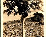 RPPC Papaya Trees 1920s HI Hawaii Territory TH Postcard UNP D10 - $4.90