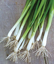 Evergreen Long White Bunching Onion 50 Seeds Fresh Seeds Fast Shipping - $17.88