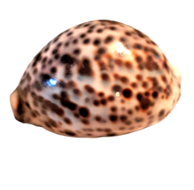 3” Cypraea Tigris Tiger Cowrie Large Sea Snail Shell Beach Home Decor Nautical - £14.93 GBP