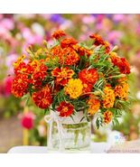 200 Swiss Giants Orange Sun Pansy (Viola) Seeds - $157.68 MXN