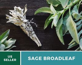 50 Sage Broadleaf Seeds Salvia officinalis Herb Medicinal &amp; Culinary Flavorful - £12.55 GBP