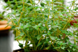 Thyme German Common Winter Perennial Herb 320 Seeds - $5.00