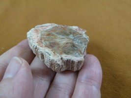 R805-9) genuine fossil Petrified Wood slice specimen Madagascar organic ... - £11.88 GBP