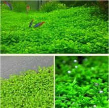 1000Pcs Pack Aquarium Grass Seeds Aquatic Fish Tank Decor Water Plants S... - $7.98