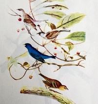 Indigo Bunting Bird Lithograph 1950 Audubon Antique Art Print Finches DWP6A - £27.96 GBP