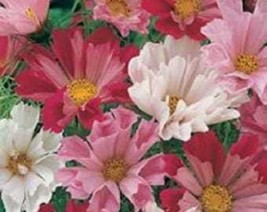 200 Cosmos Seashells Cosmos Bipinnatus Sea Shells Flower Seeds Fresh Usa Seller - $10.45