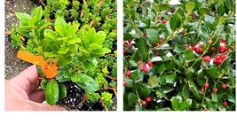 Starter Plant ( 4m ) ( 3 ) - Dwarf Burford Holly - ( 3 live plants ) - £49.19 GBP