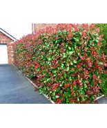 10 Photinia Red Robin Hedging 30-45cm Evergreen Plants Supplied in 10cm ... - $632.31 CAD