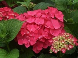 Masja Pink Mophead Hydrangea Live Plant Quart Pot USA Shipping - $91.46