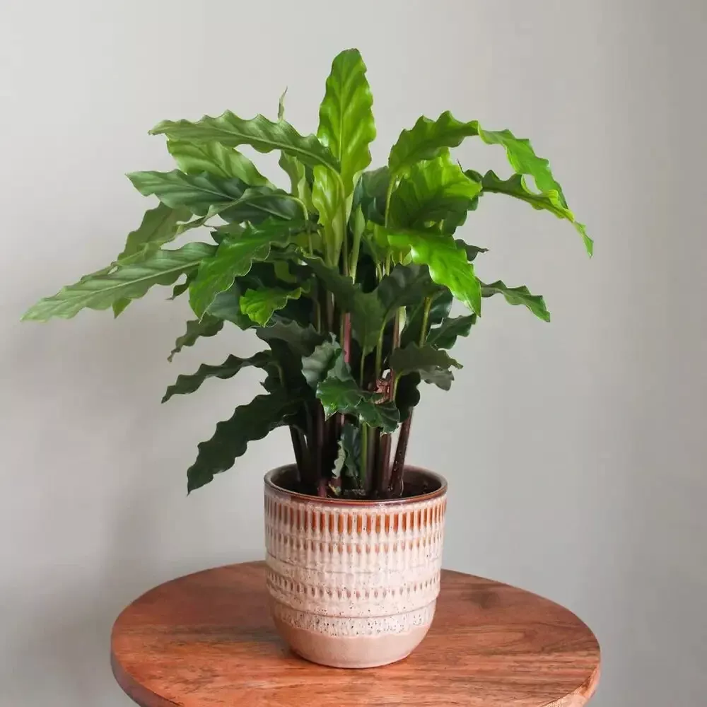 25+ Furry Feather Calathea Seeds | Calathea Rufibarba Seeds for Garden P... - €4,26 EUR