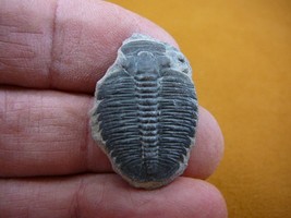 (F704-141) Trilobite fossil trilibites extinct marine arthropod I love f... - $13.09