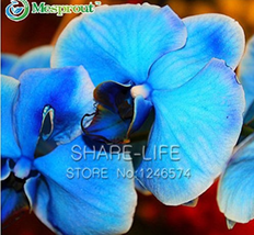 100 Blue Butterfly Orchid Seeds Fresh Seeds - $6.46