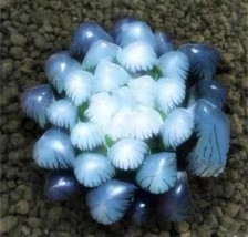 50Pcs Blue Succulents Seeds Rare Indoor Flower Mini Cactus Seeds.(#3464) - $4.70