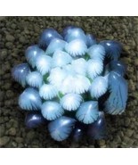 50Pcs Blue Succulents Seeds Rare Indoor Flower Mini Cactus Seeds.(#3464) - €4,04 EUR